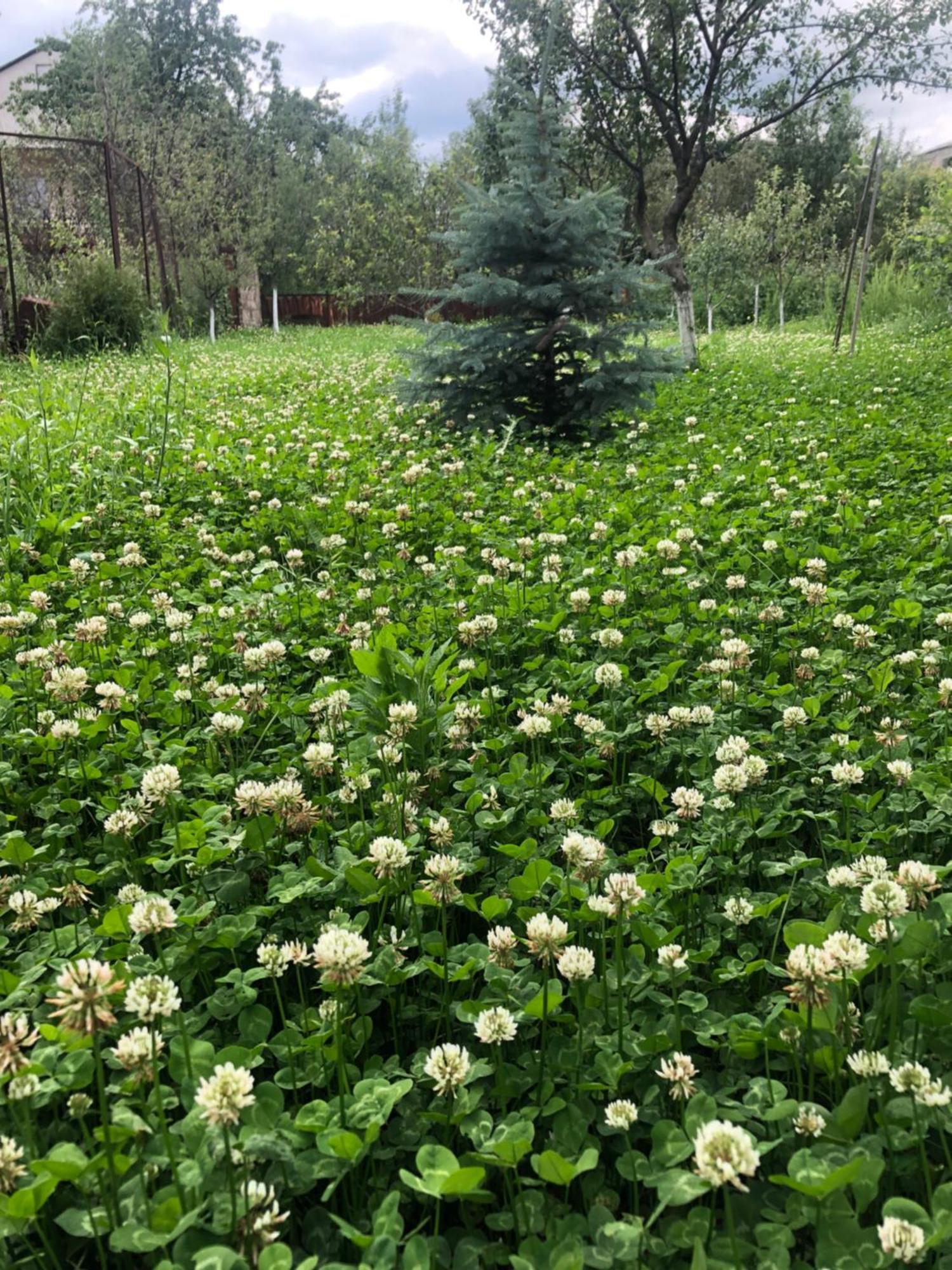 Trefoil *
